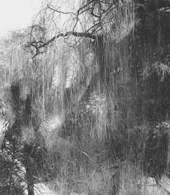 Pleasure Garden III_Lian Chan_2026